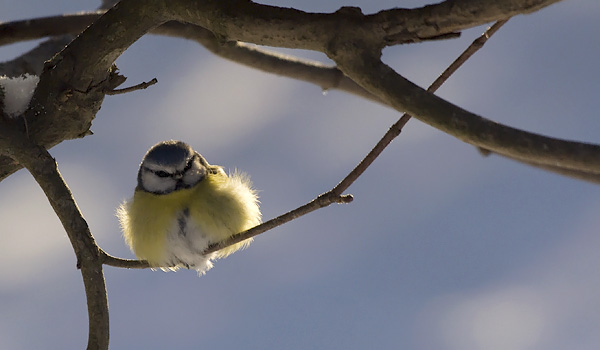Sinitiainen, Blue Tit, Cyanistes caeruleus